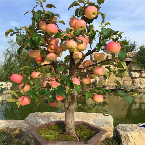 苹果树盆栽果苗特大矮化各种水果苗阳台地栽南方种植当年结果四季