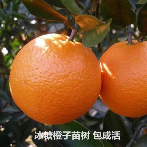 橙子树苗南北方种植特大当年结果嫁接冰糖橙包成活赣南脐橙子苗树